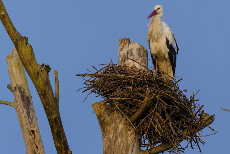 Cigognes blanches sur leur nid